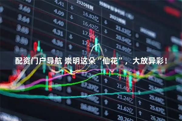 配资门户导航 崇明这朵“仙花”，大放异彩！
