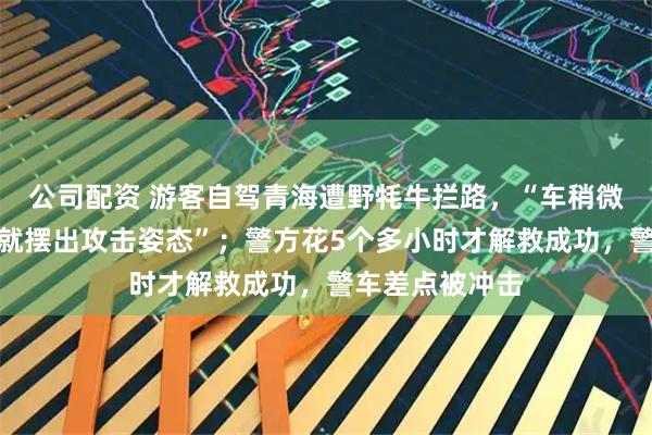 公司配资 游客自驾青海遭野牦牛拦路，“车稍微动一下，牦牛就摆出攻击姿态”；警方花5个多小时才解救成功，警车差点被冲击